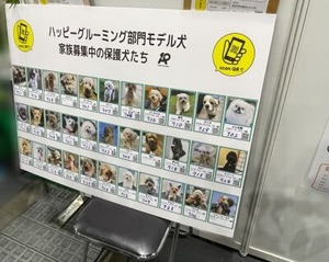 トリミングしてもらう保護犬の皆さん
