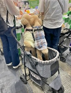 展示品をに興味津々なトイプードルさん達