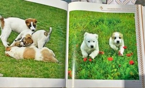 本の中にあったアラバイ犬の子犬の写真