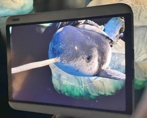 一角の上側に白い犬の犬ぞり隊の姿が