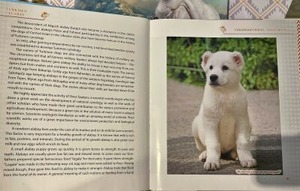 本の中にあったアラバイ犬の子犬写真