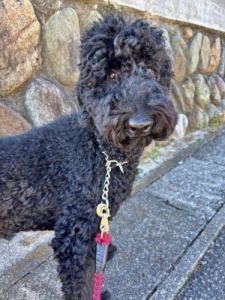 スタンダードプードルのロイ君