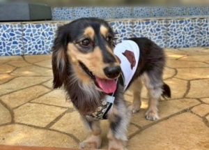 カニンヘンダックスフンドの小太郎君