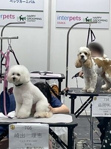 保護犬たちをモデルにしたトリミング