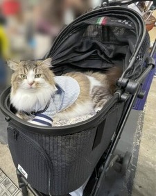 ペット用カートを使ってくれているSNSで有名なネコちゃん