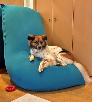埼玉県越谷市 Tさまのワンちゃんお家でゆったりとくつろぐミックス犬のたんじろう君です
