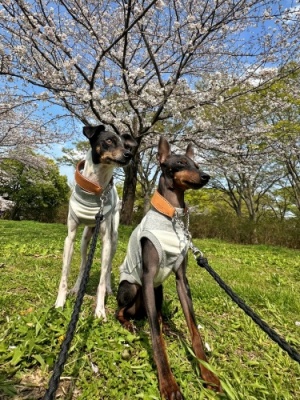東京都 Nさまのワンちゃん 桜の木のそばでお座りする日本テリアのSOL(ソル)ちゃんとトイマンチェスターテリアのTERRA(テラ)ちゃんです